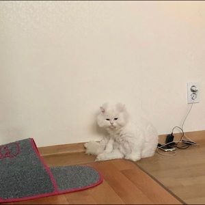 Meet your Posher, Jade